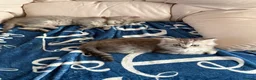 British Shorthair cats for sale: Stunning ragdoll cross BSH litter - Advert 5