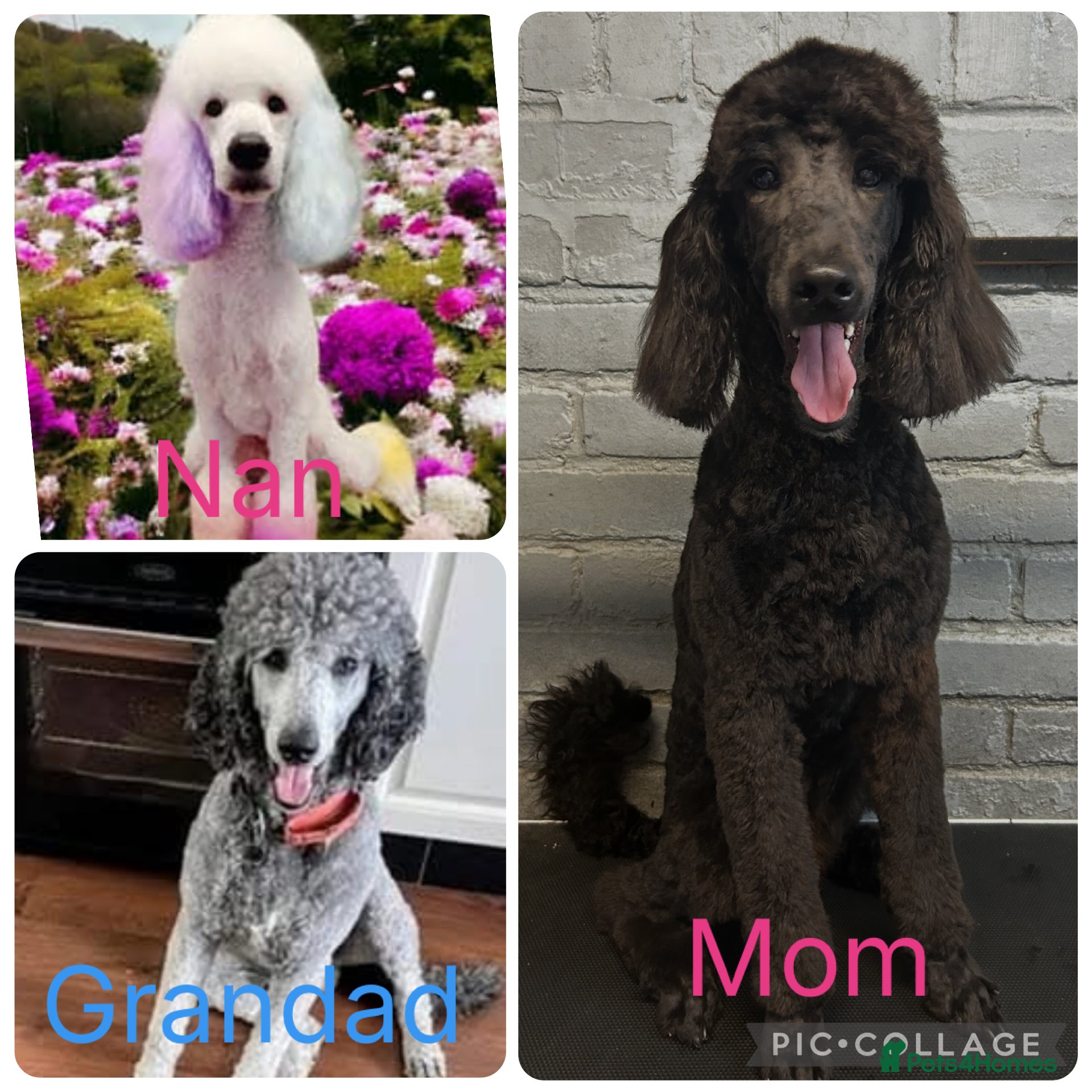 Labradoodle dogs Standard f2bb multigenerational labradoodle - Advert 1