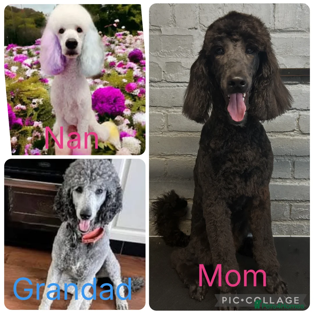 Labradoodle dogs for sale: Standard f2bb multigenerational labradoodle - Advert 2
