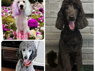 Labradoodle dogs Standard f2bb multigenerational labradoodle - Advert 1