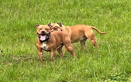 Staffordshire Bull Terrier dogs for sale: 2 red/2 red fawn puppies - Image 12