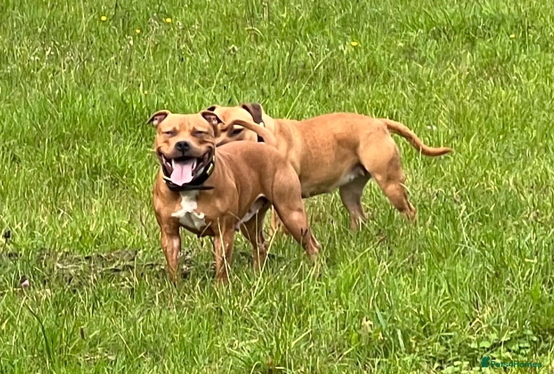 Staffordshire Bull Terrier dogs for sale: 2 red/2 red fawn puppies - Image 12