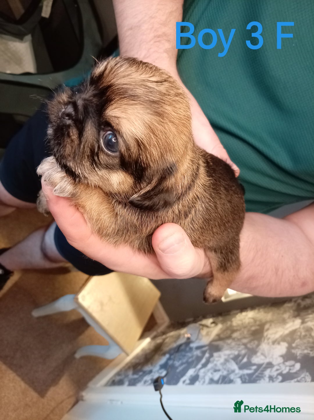 Mixed Breed dogs for sale: Pug x Shih Tzu Pug zu shih pug puppies - Image 15