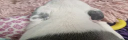 Whippet dogs for sale: Heart and DNA tested Blue Parti Whippet Puppies. - Advert 7