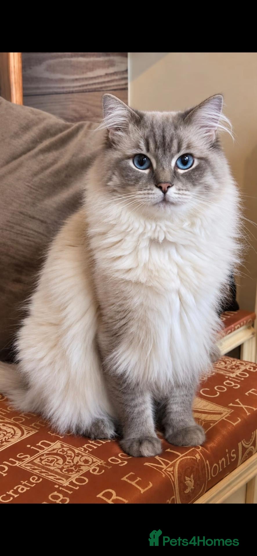 Ragdoll cats *Stud* gccf & tica registered Blue tabby point  - Advert 1