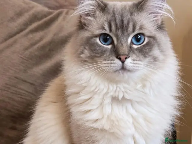 Ragdoll cats for stud: *Stud* gccf & tica registered Blue tabby point - Advert 1