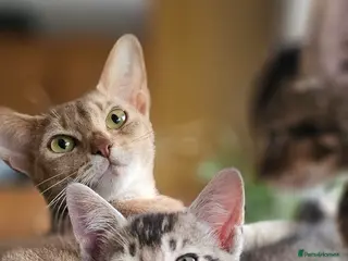 Mixed Breed cats Abyssinian x kittens - Advert 1
