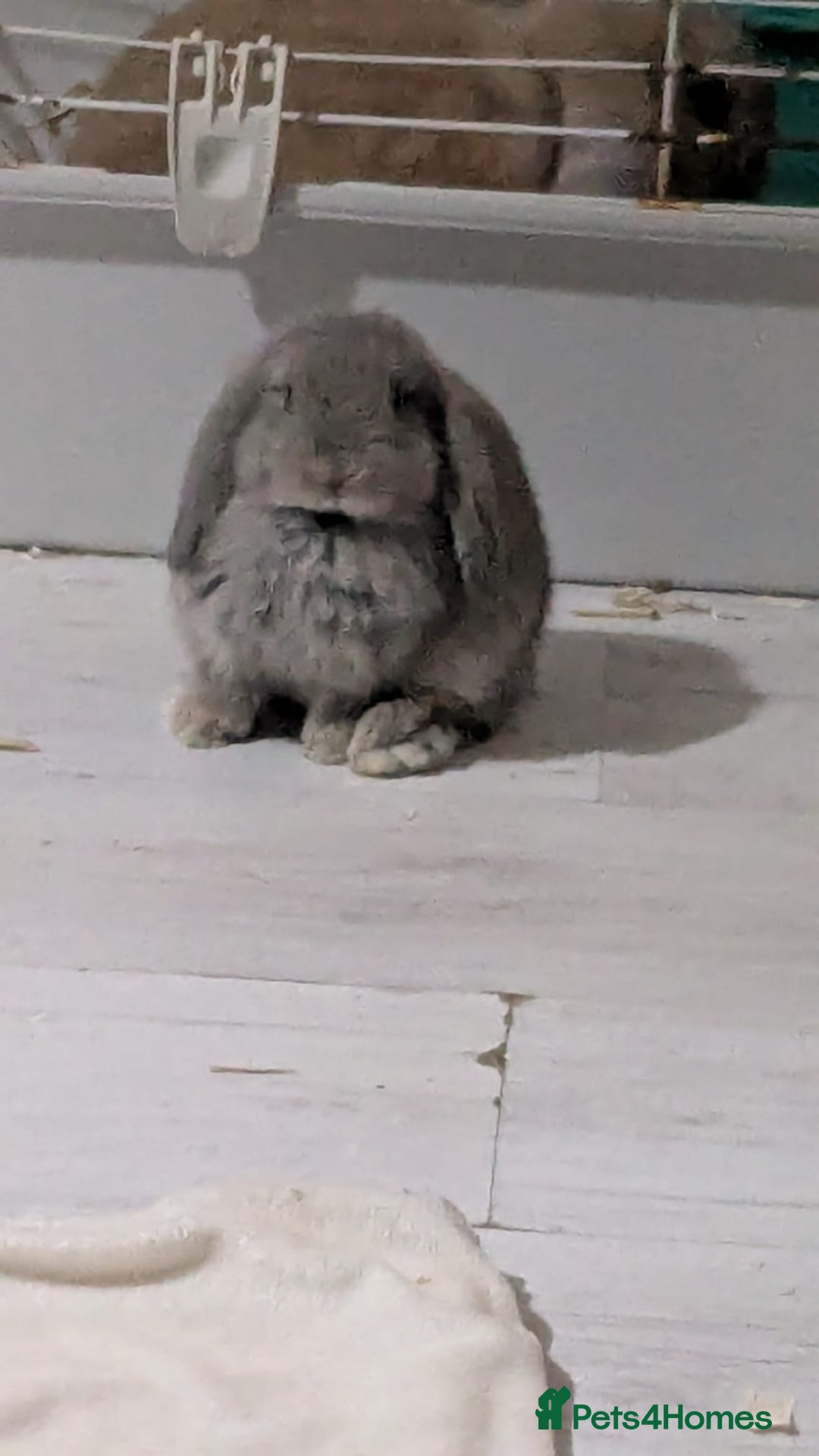 Mini Lop rabbits for sale: Baby mini lops ready for their forever homes - Advert 14