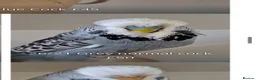 Budgerigars birds for sale: Exhibition Budgies for Sale  - Advert 9