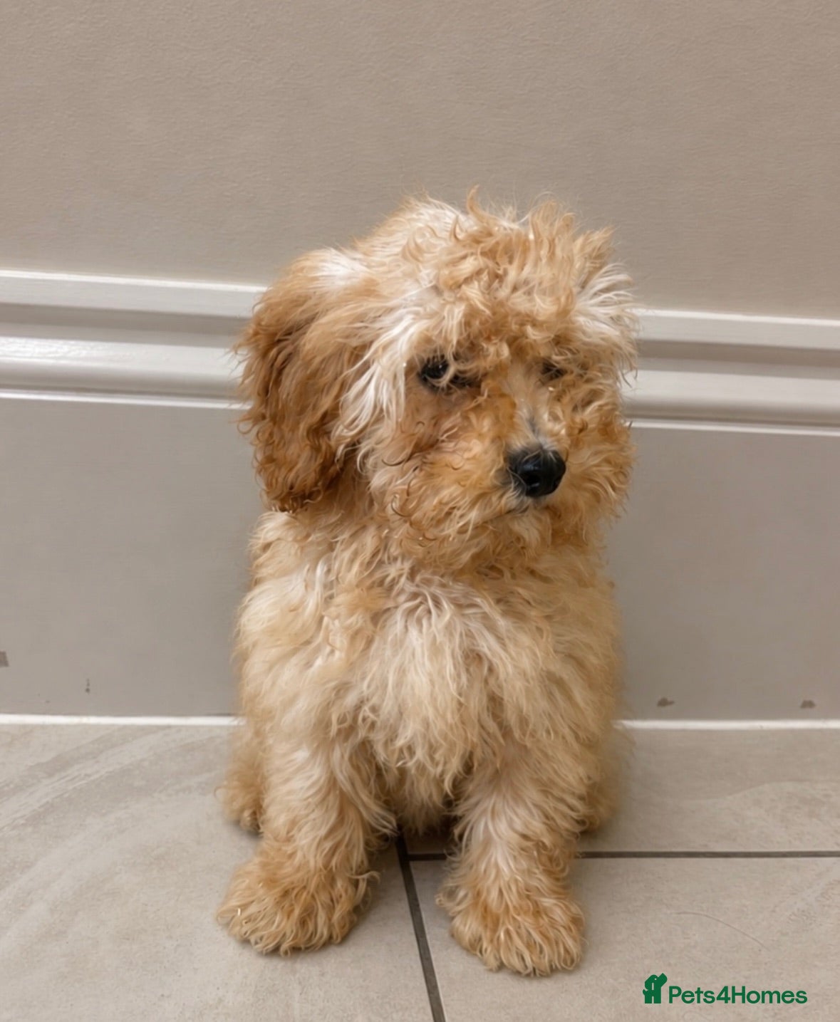 Cavapoo dogs Beautiful F1 Cavapoo puppies - Advert 2