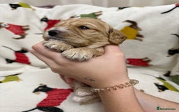 Cockapoo dogs for sale: Five Beautiful Cockerpoo Puppies  - Image 15