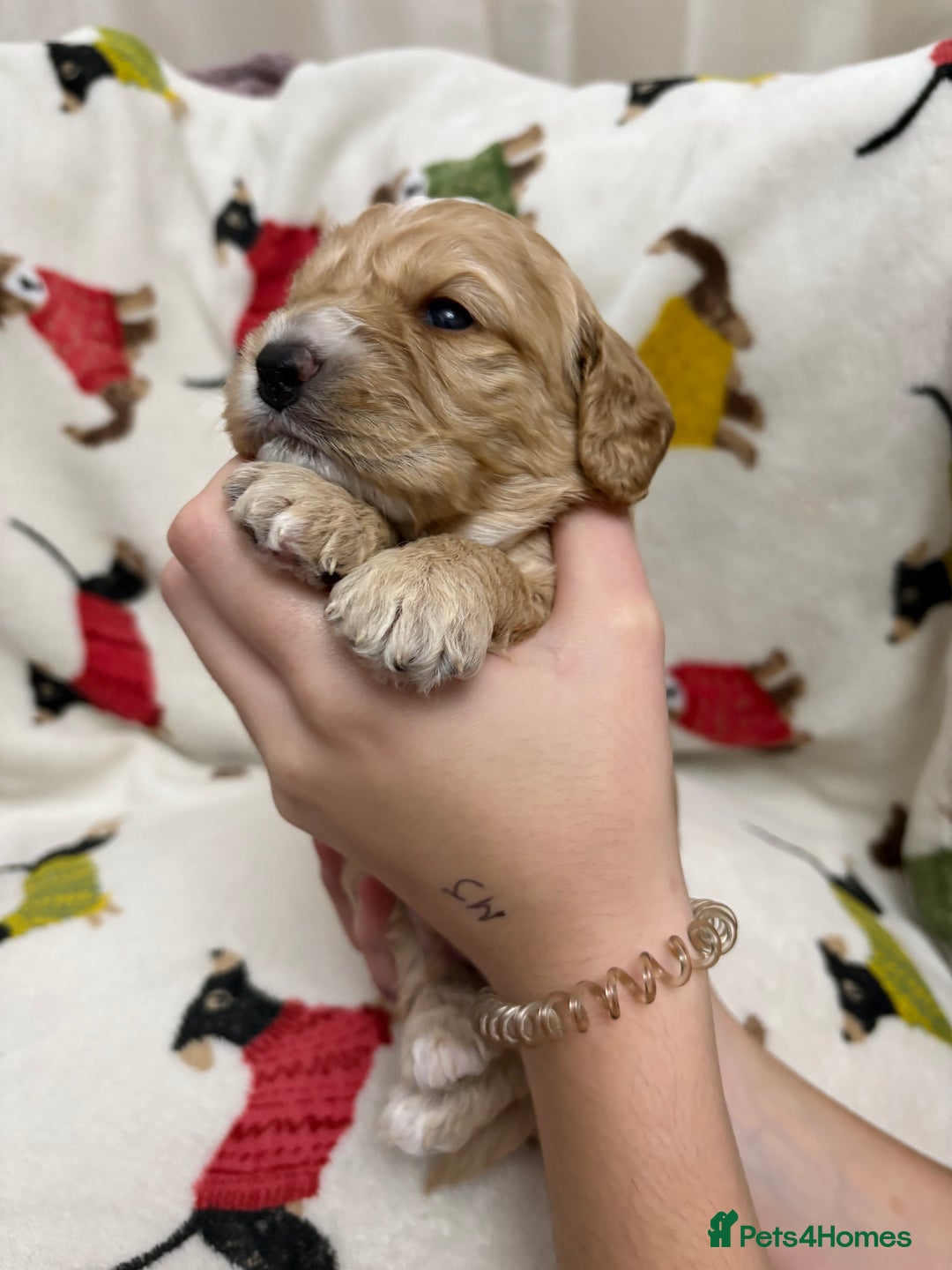 Cockapoo dogs for sale: Five Beautiful Cockerpoo Puppies  - Image 15