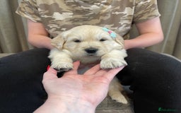 Golden Retriever dogs for sale: Beautiful golden retriever puppies for sale  - Image 5