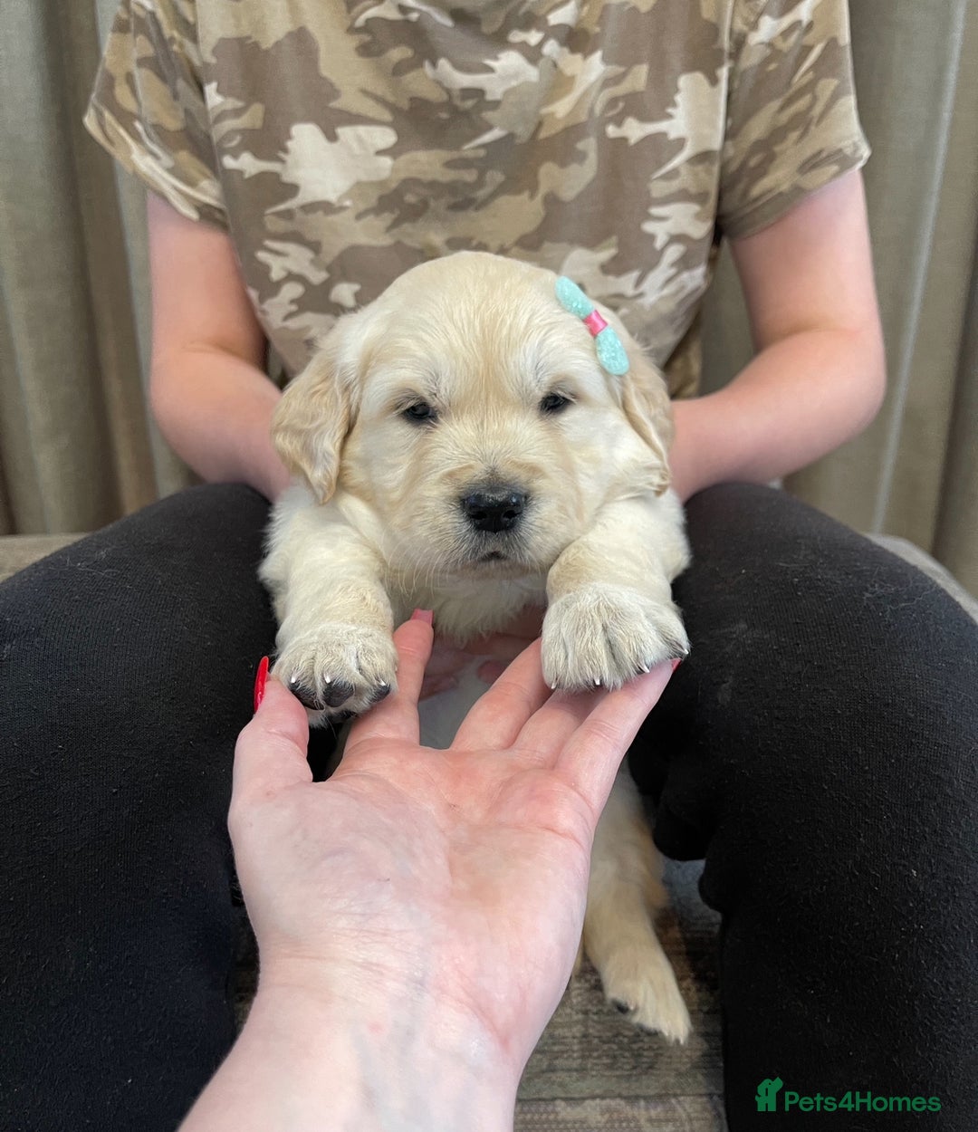 Golden Retriever dogs for sale: Beautiful golden retriever puppies for sale  - Image 5