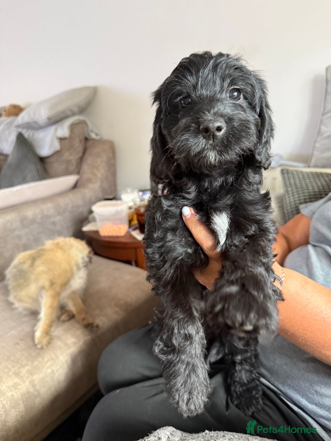 Cockapoo dogs for sale:  F2 Cockerpoo Puppies Ready Now - Image 6