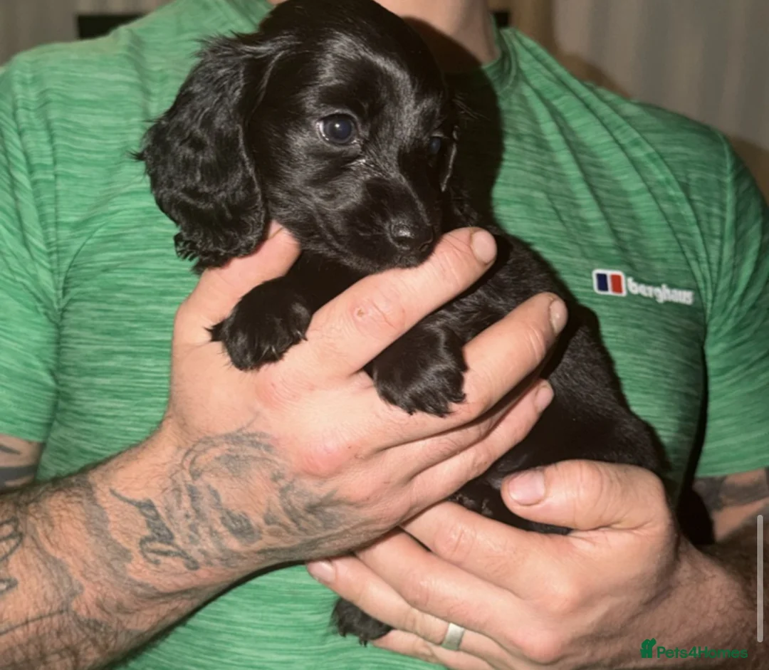 Dachshund dogs for sale: Dachshund puppys - Advert 9