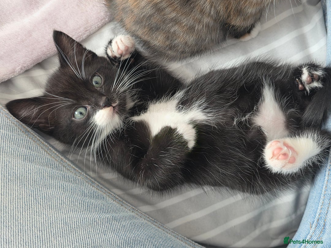 Domestic Shorthair cats for sale: domesticated shorthair kittens - Image 9