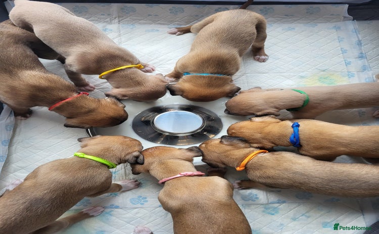 Whippet dogs 8 KC gorgeous pups, 4 boys & 1 girl available. - Advert 8