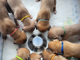 Whippet dogs 8 KC gorgeous pups, 4 boys & 1 girl available. - Advert 15