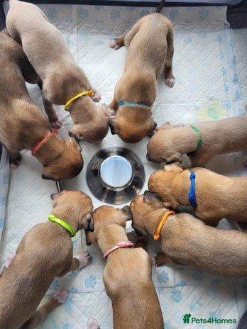 Whippet dogs 8 KC gorgeous pups, 4 boys & 1 girl available. - Advert 1