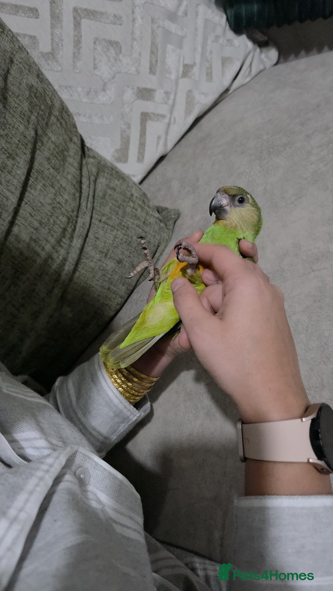 Parrots birds for sale: Senegal parrot - Advert 3