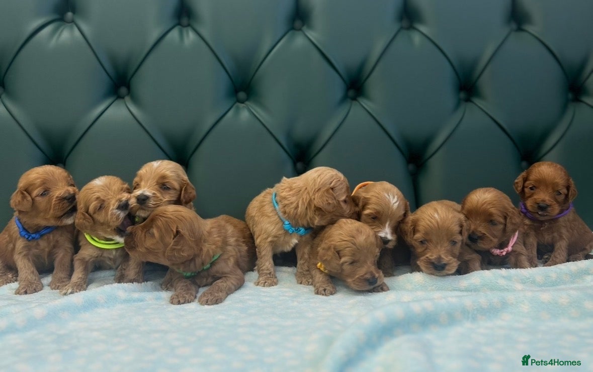 Cockapoo dogs for sale: 5⭐️ Licensed breeder. F1 cockapoo PRA Clear - Advert 1