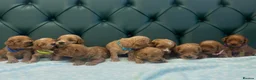 Cockapoo dogs for sale: 5⭐️ Licensed breeder. F1 cockapoo PRA Clear - Advert 10