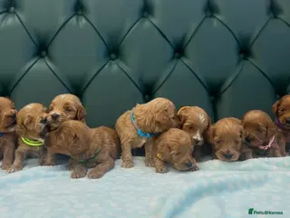 Cockapoo dogs for sale: 5⭐️ Licensed breeder. F1 cockapoo PRA Clear - Advert 1