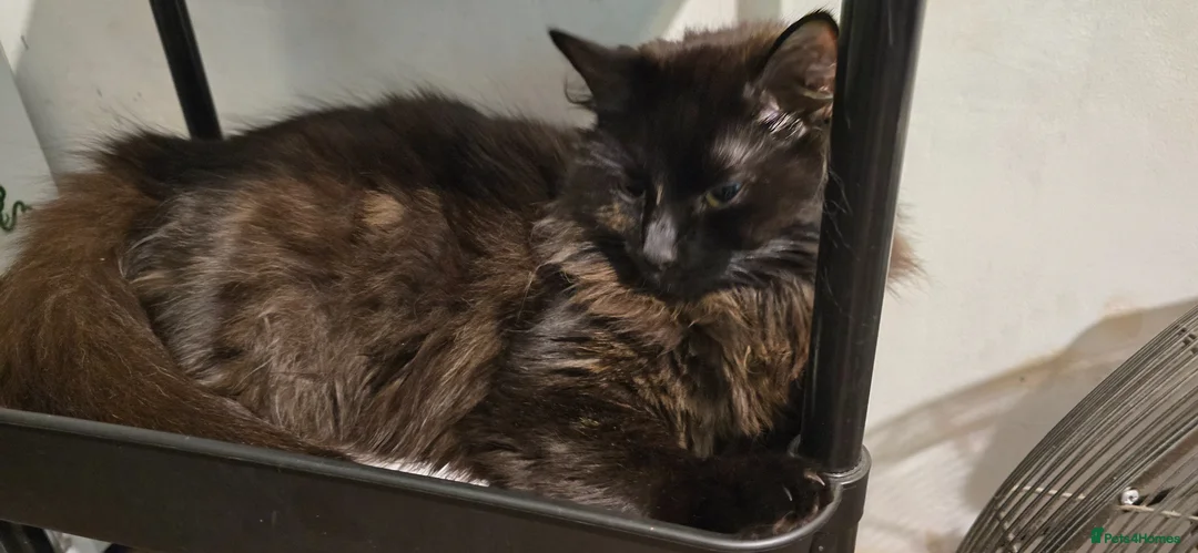 British Longhair cats for sale: British Longhair cross kittens - Advert 2