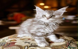 Maine Coon cats for sale: Maine Coon Pure Bred Kittens, TICA Registered - Image 5