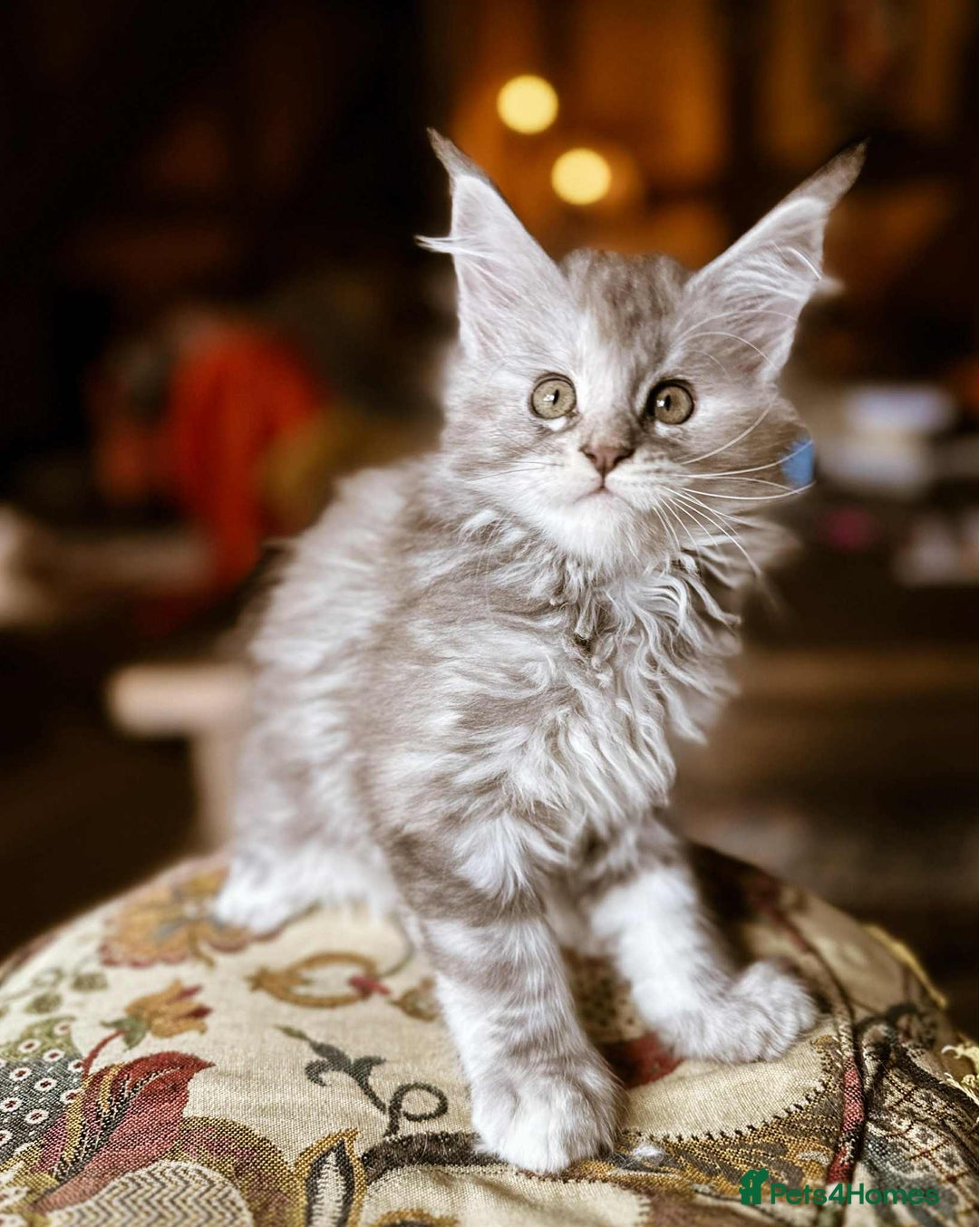 Maine Coon cats for sale: Maine Coon Pure Bred Kittens, TICA Registered - Image 5