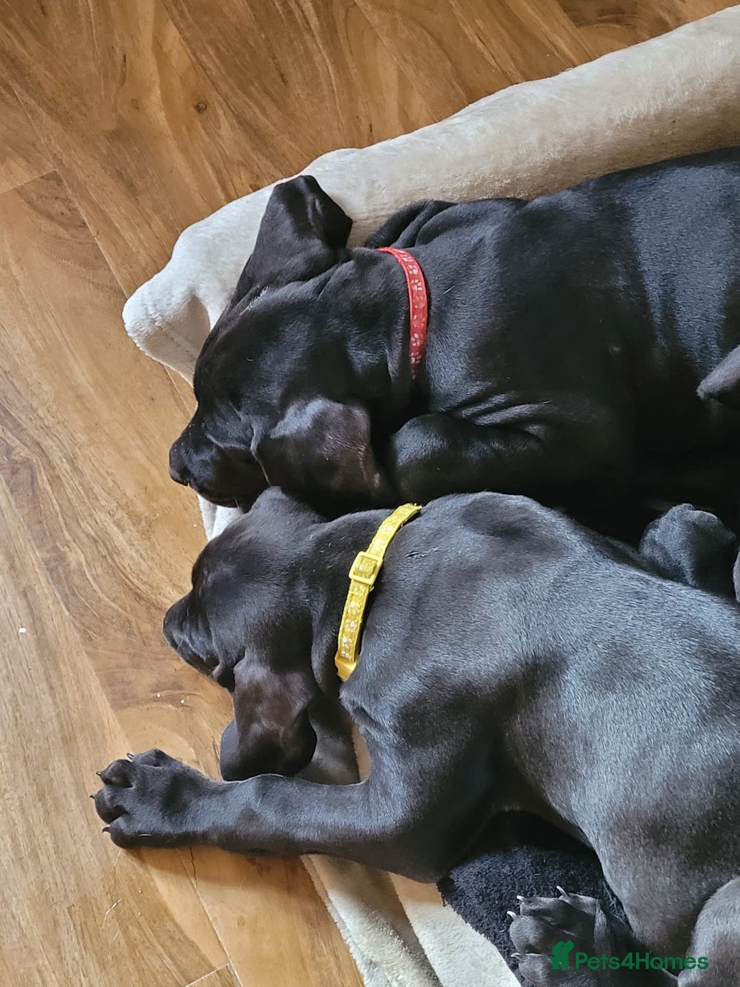 Great Dane dogs for sale: Only 2 beautiful Great Dane girls left. Ready now - Advert 2