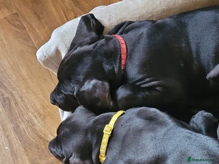 Great Dane dogs Magnificent litter of black great dane puppies - Advert 4