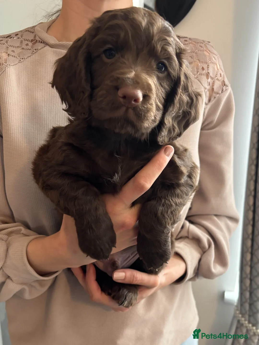 Cocker Spaniel dogs for sale: 1Male 3Females Working Cocker Spaniel KC Parents - Advert 27