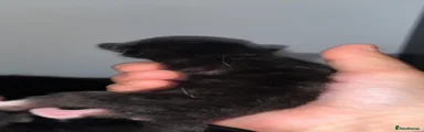 Black tuxedo 