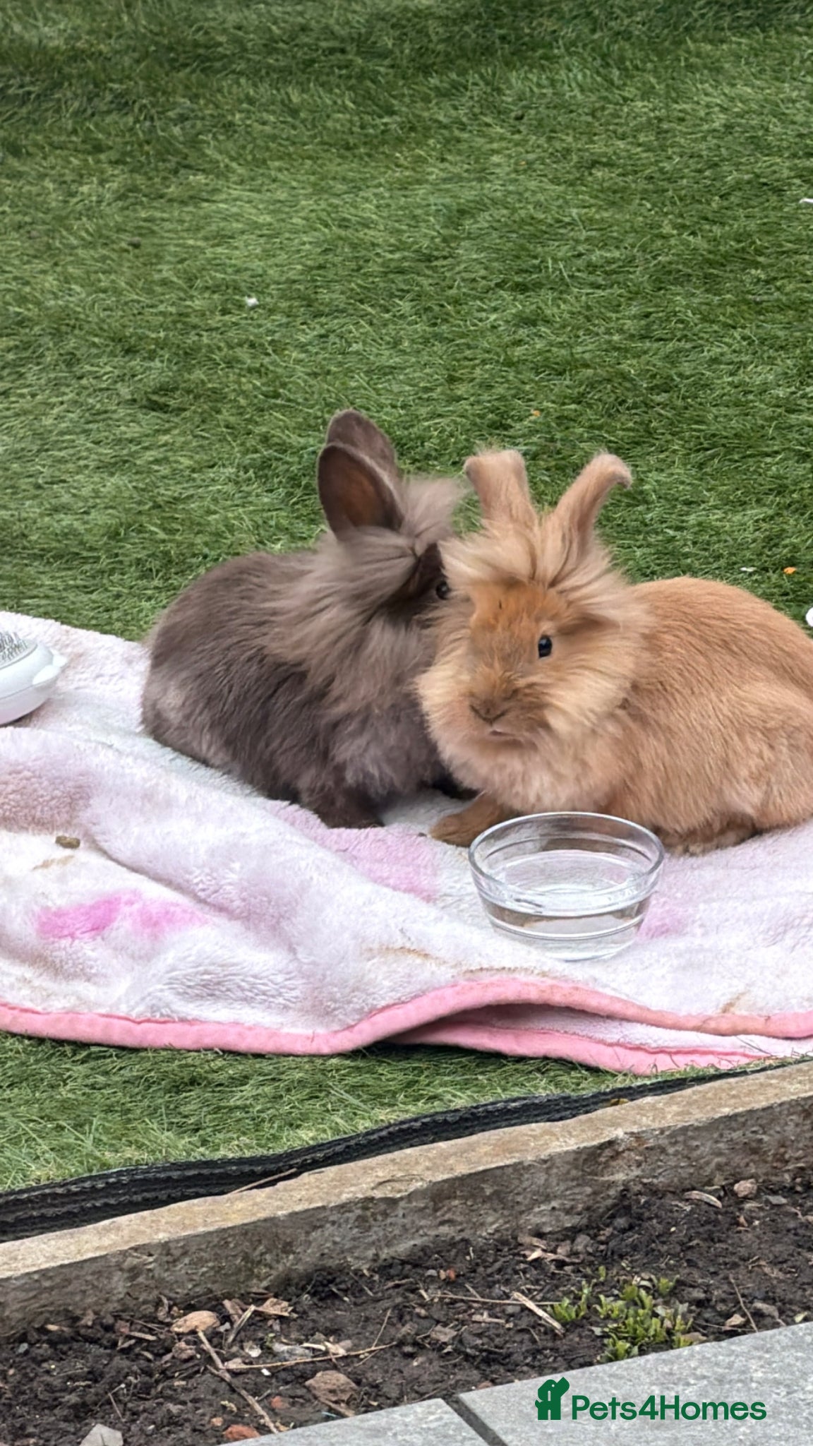 Lionhead rabbits 2 12 week old lion head rabbits bunnies for sale  - Advert 2
