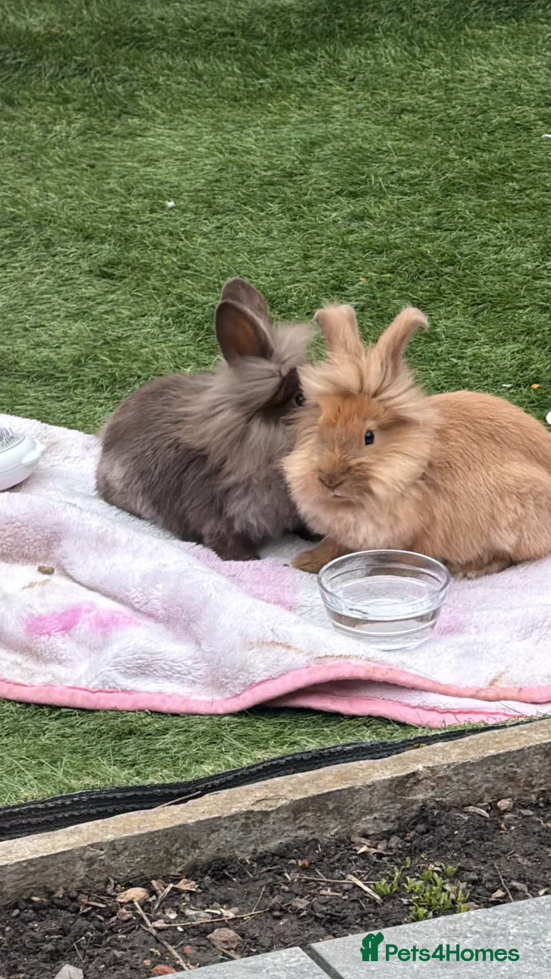 Lionhead rabbits for sale: 2 12 week old lion head rabbits bunnies for sale  in Leicester - Advert 1
