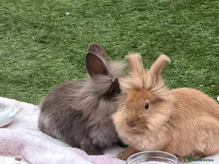 Lionhead rabbits 2 12 week old lion head rabbits bunnies for sale - Advert 2