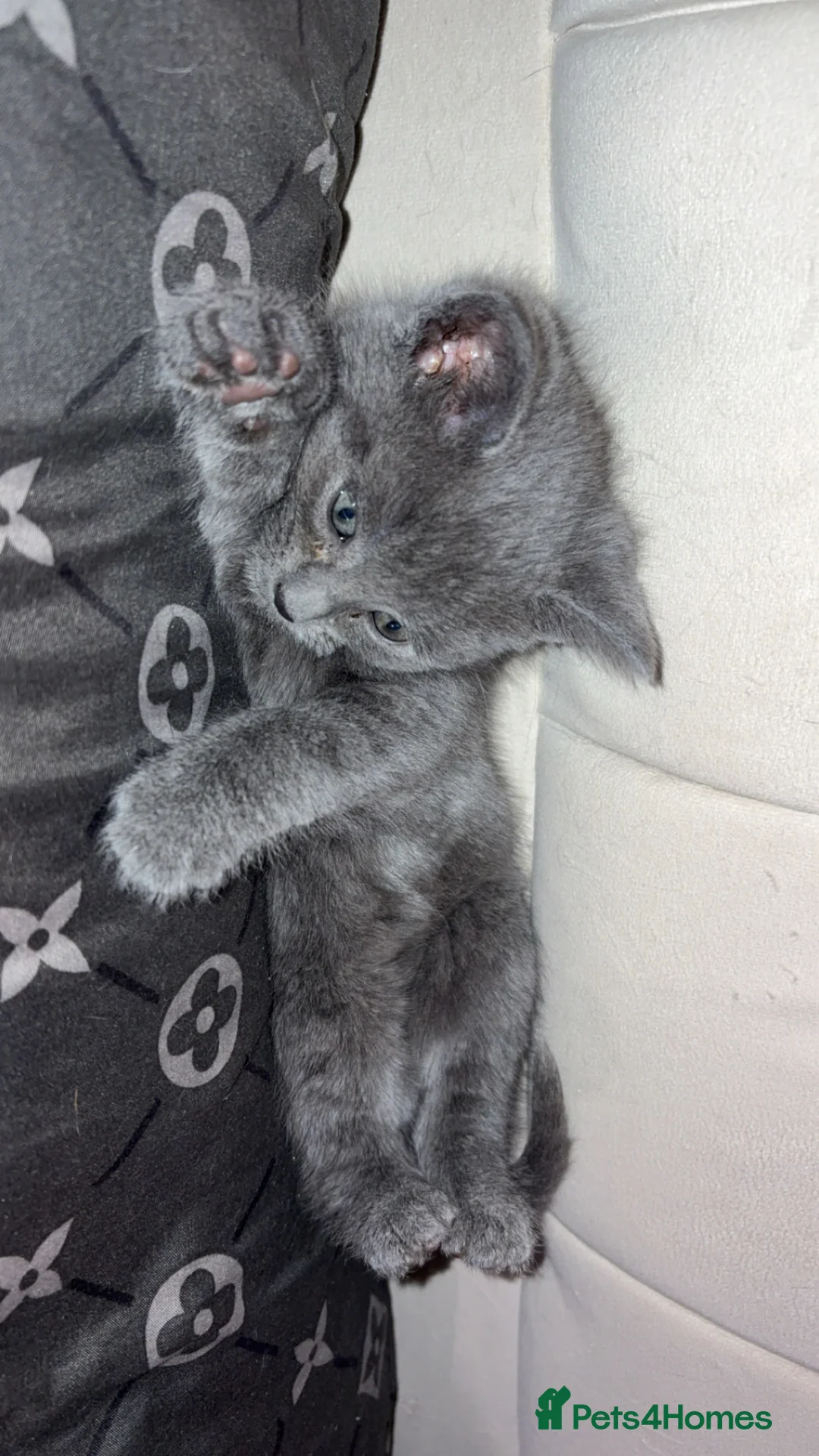 British Shorthair cats for sale: 9 week old Pure grey cuddly kitten 💗💗 - Advert 2