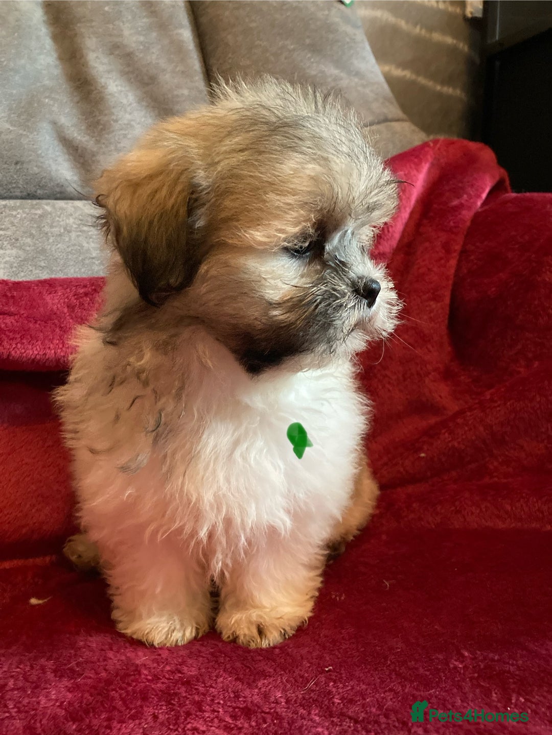 Lhasa Apso dogs for sale: Lhasa Apso Puppies 🐶  - Image 4