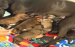 Borador dogs for sale: Border collie x lab puppies for sale  - Image 1