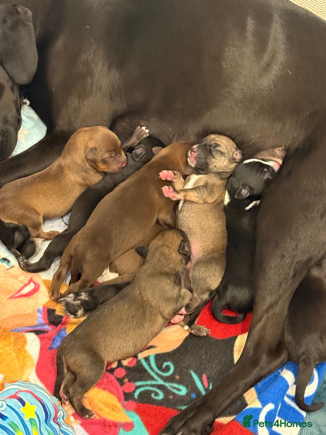 Borador dogs for sale: Border collie x lab puppies for sale  - Image 1