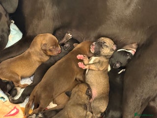 Borador dogs - Advert 9