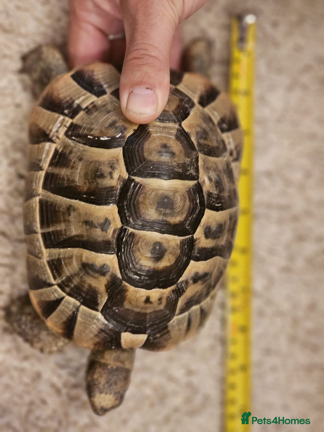 Tortoise reptiles for sale: Tortoises  - Advert 2