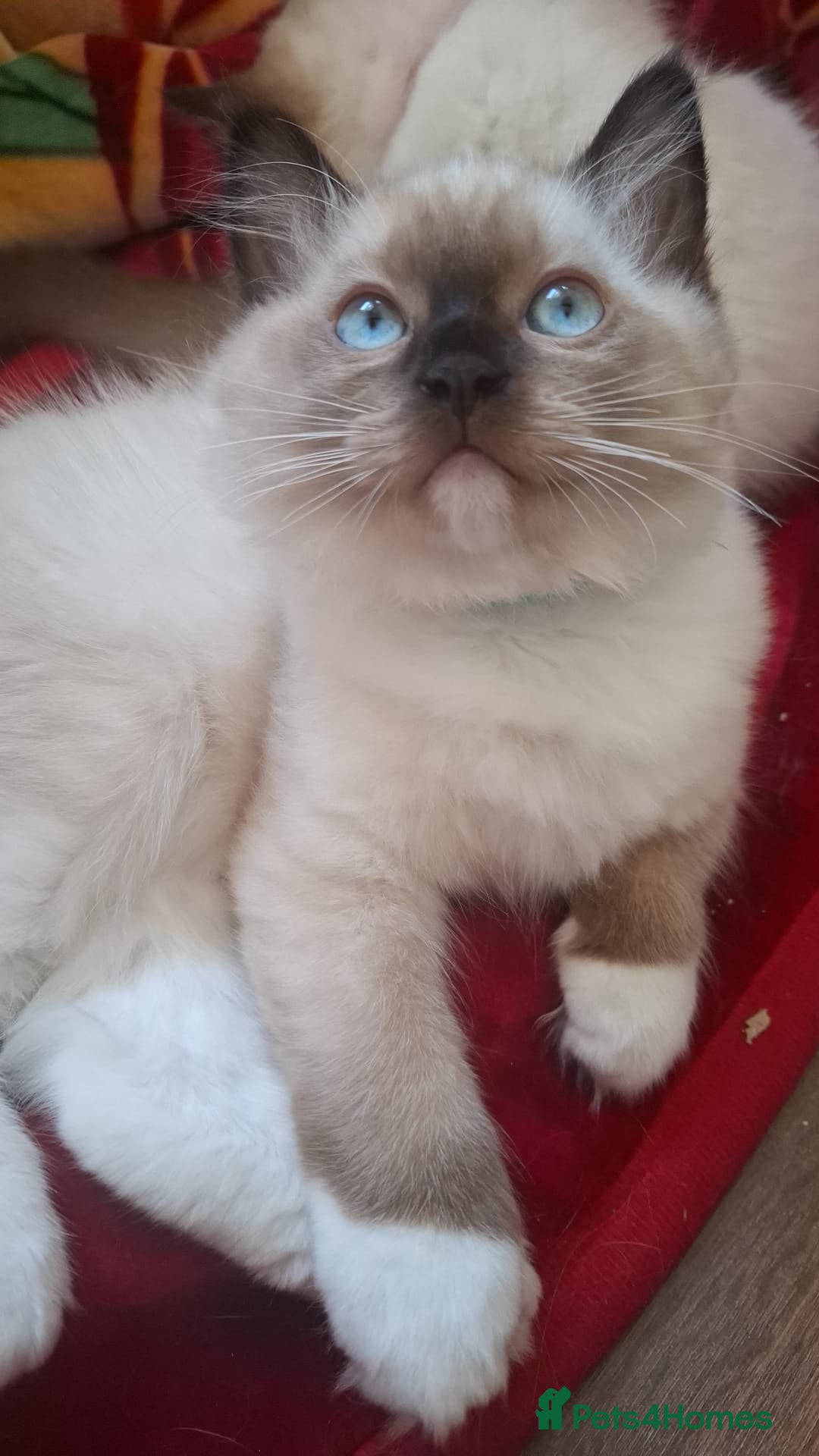 Ragdoll cats for sale: LAST ONE - female seal point mitted Ragdoll kitten - Image 12