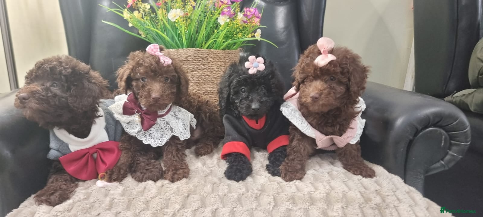 Miniature Poodle dogs Beautiful Miniature Poodle puppies  - Advert 1