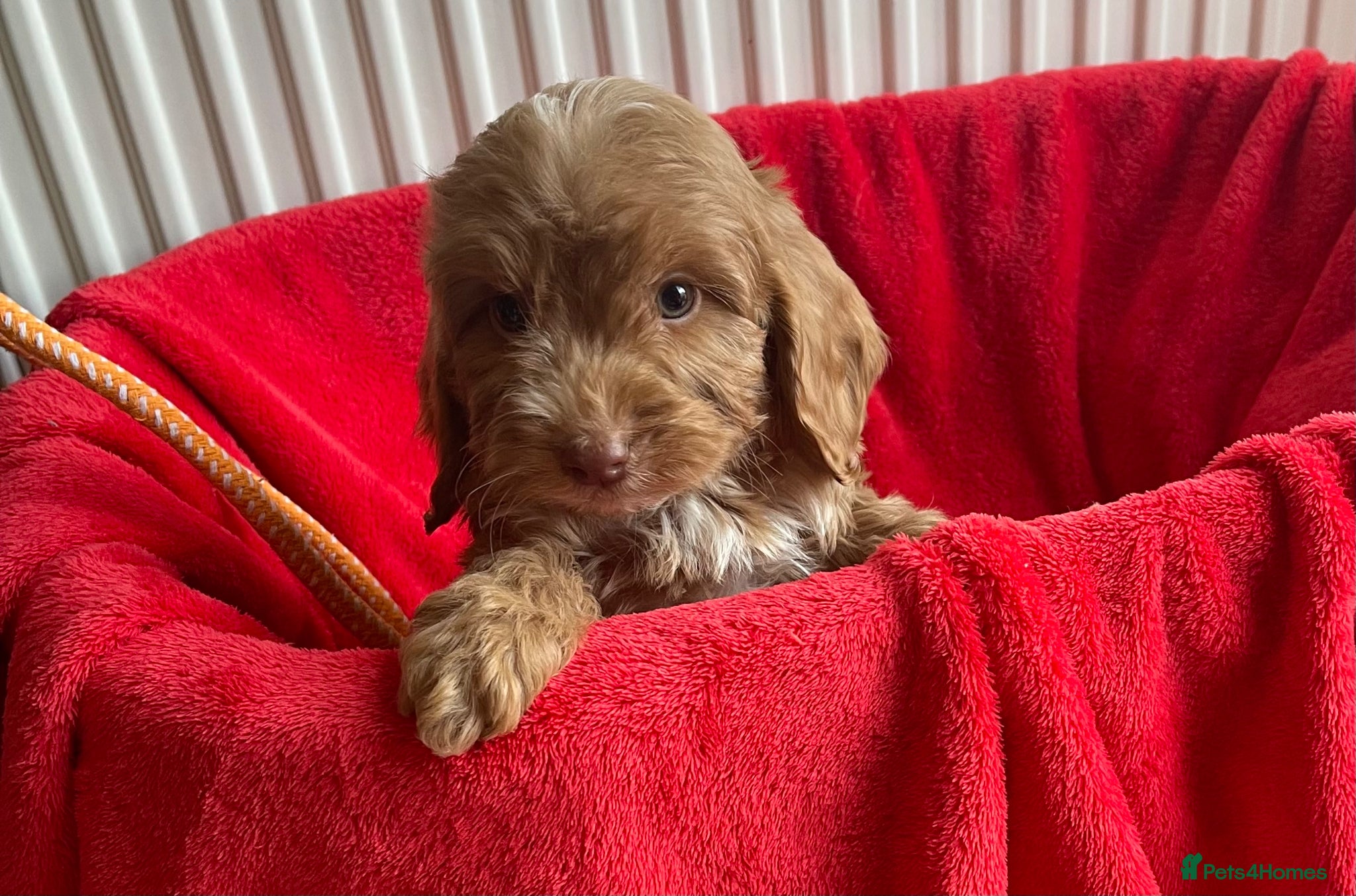Cockapoo dogs Beautiful F1 cockerpoo pups NOW READY - Advert 1