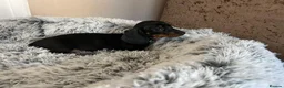 Miniature Dachshund dogs for sale: Miniature dachshund puppies - Advert 21