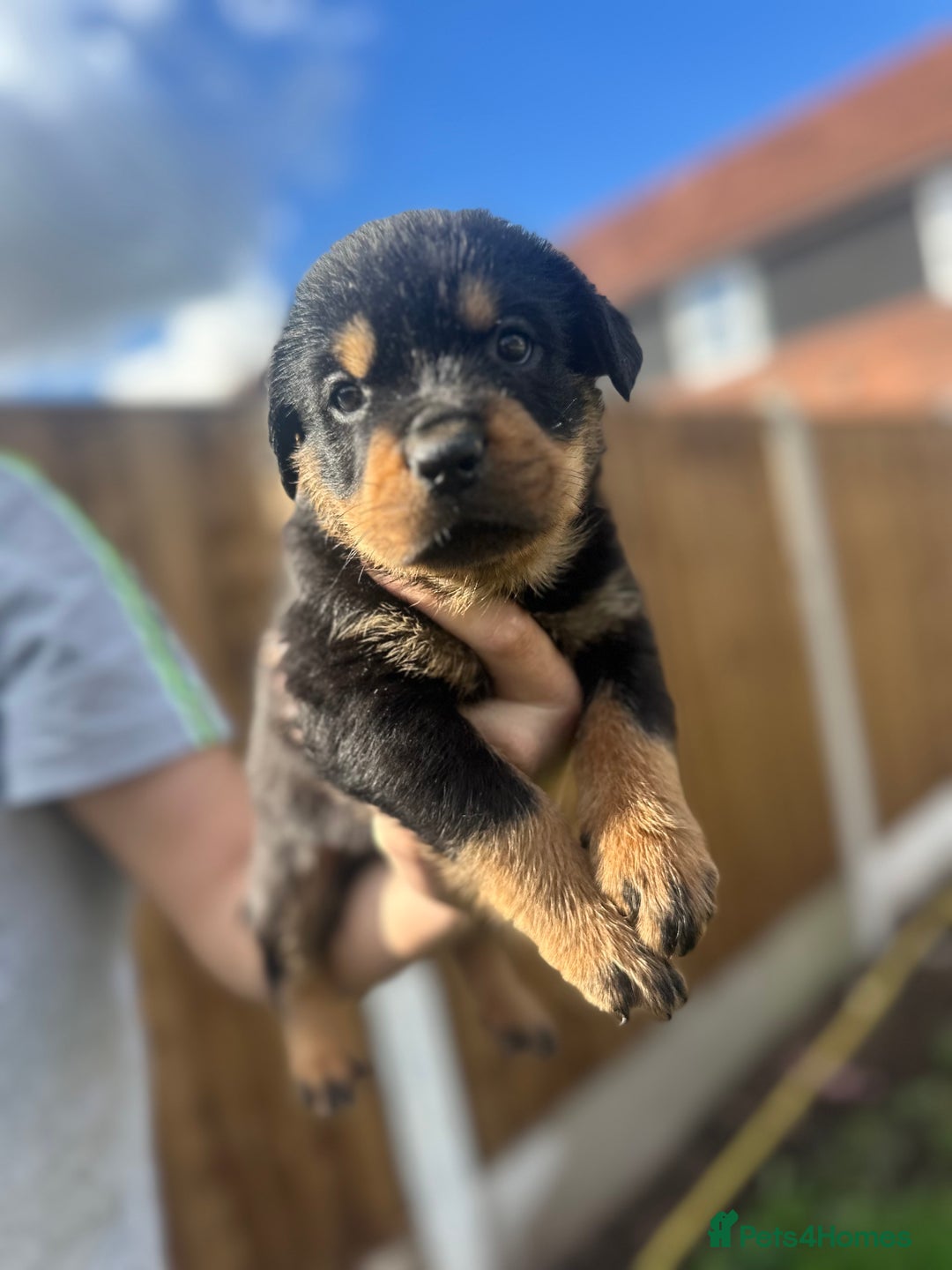 Rottweiler dogs for sale: Rottweiler puppies  - Image 2