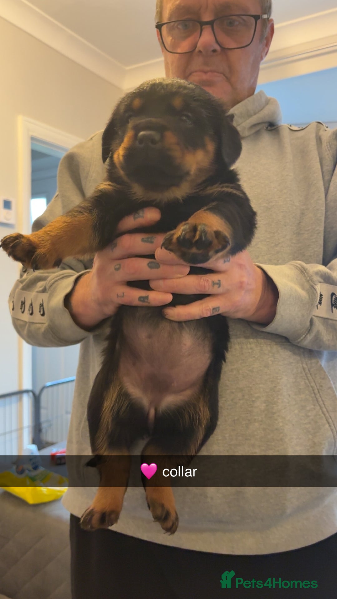 Rottweiler dogs for sale: Big boned chunky Rottweiler puppies - Advert 29